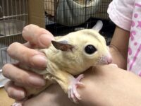 フクロモモンガの画像11