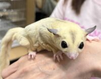 フクロモモンガの画像6