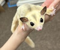 フクロモモンガの画像12