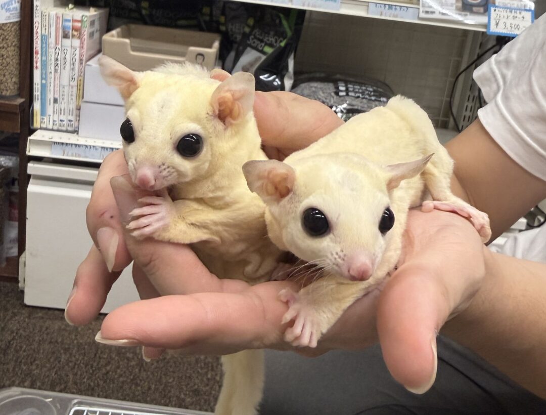 フクロモモンガ　ヤング♂2匹（リューシ＆リューシ）懐っこいです♪のメイン画像