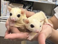 フクロモモンガ　ヤング♂2匹（リューシ＆リューシ）懐っこいです♪の画像7