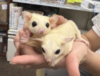 フクロモモンガ　ヤング♂2匹（リューシ＆リューシ）懐っこいです♪の画像4