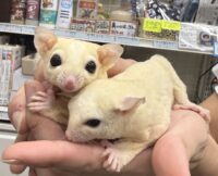 フクロモモンガ　ヤング♂2匹（リューシ＆リューシ）懐っこいです♪の画像6