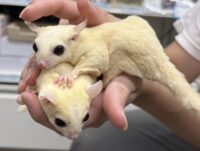 フクロモモンガ　ヤング♂2匹（リューシ＆リューシ）懐っこいです♪の画像5