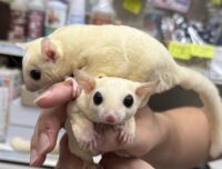 フクロモモンガ　ヤング♂2匹（リューシ＆リューシ）懐っこいです♪の画像8