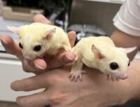 フクロモモンガ　ヤング♂2匹（リューシ＆リューシ）懐っこいです♪の画像9