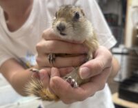 リチャードソンジリスの画像6