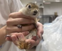 リチャードソンジリスの画像8