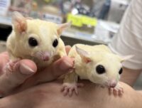 フクロモモンガ　ヤング♂2匹（リューシ＆リューシ）懐っこいです♪の画像1