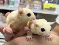 フクロモモンガ　ヤング♂2匹（リューシ＆リューシ）懐っこいです♪の画像2