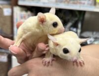 フクロモモンガ　ヤング♂2匹（リューシ＆リューシ）懐っこいです♪の画像10