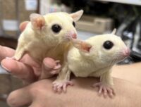 フクロモモンガ　ヤング♂2匹（リューシ＆リューシ）懐っこいです♪の画像3