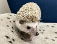 ハリネズミ（カナダ産：ソルト＆ペッパー♂  ）超懐っこいです♪の画像4