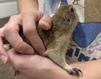 リチャードソンジリスの画像9