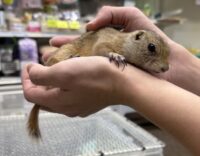 リチャードソンジリスの画像7