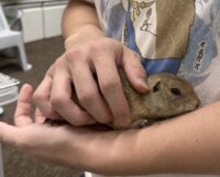 リチャードソンジリスの画像11