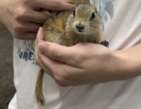 リチャードソンジリスの画像5