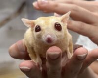 フクロモモンガ （国内CB）販売｜東京都大田区のエキゾチックアニマル専門店ピュア☆アニマルの画像7