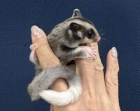 フクロモモンガの画像7