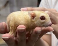 フクロモモンガ （国内CB）販売｜東京都大田区のエキゾチックアニマル専門店ピュア☆アニマルの画像9