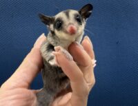 フクロモモンガの画像1