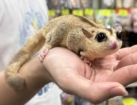フクロモモンガ （国内CB）販売｜東京都大田区のエキゾチックアニマル専門店ピュア☆アニマルの画像1