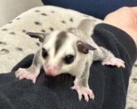 フクロモモンガの画像11