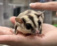 フクロモモンガの画像7