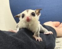 フクロモモンガの画像5