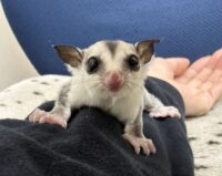 フクロモモンガの画像6