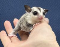 フクロモモンガの画像1