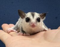 フクロモモンガの画像3