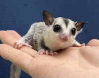 フクロモモンガの画像7