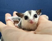 フクロモモンガの画像4