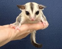 フクロモモンガの画像10