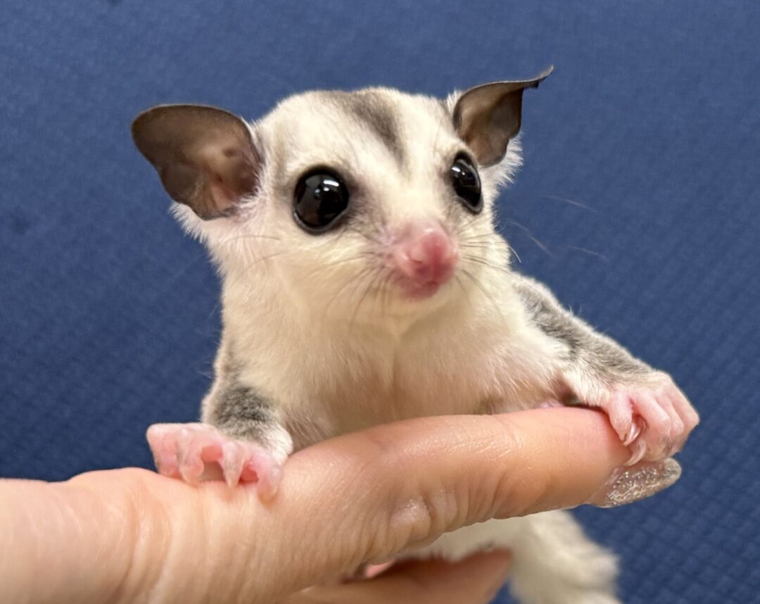 フクロモモンガのメイン画像