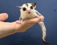 フクロモモンガの画像2