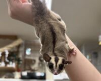フクロモモンガの画像5