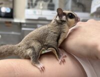 フクロモモンガの画像6