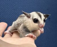 フクロモモンガの画像8