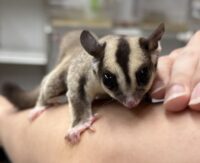フクロモモンガの画像10