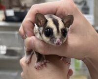 フクロモモンガの画像11