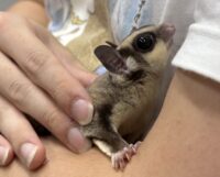 フクロモモンガの画像12