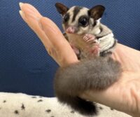 フクロモモンガの画像5