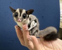 フクロモモンガの画像7