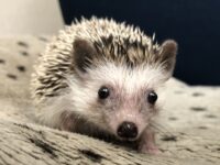 ハリネズミ(国産ベビー:ソルト&ペッパー♀)の画像1