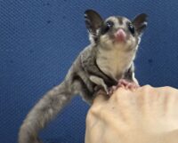 フクロモモンガの画像11