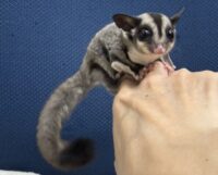 フクロモモンガの画像12