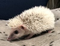ハリネズミ(国産ベビー:ハーフフェイス♂)の画像3
