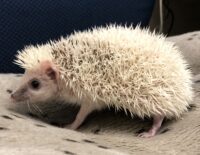 ハリネズミ(国産ベビー:ハーフフェイス♂)の画像4